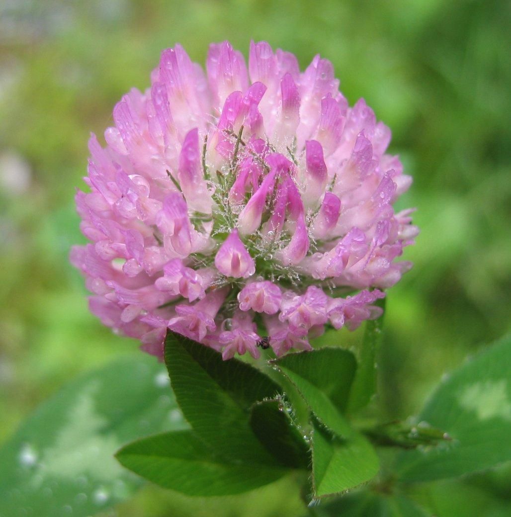 Red Clover whole herbs or the powder